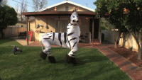 Click image for larger version

Name:	dope zebra.gif
Views:	221
Size:	893.4 KB
ID:	2445