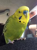 Click image for larger version

Name:	image-4253541339.jpg
Views:	281
Size:	456.7 KB
ID:	3170